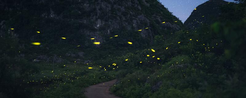 从什么动物得到启示发明了什么