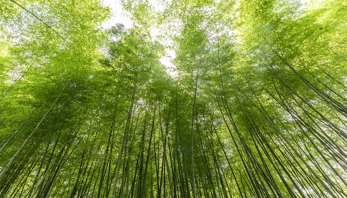 竹里馆的中心思想