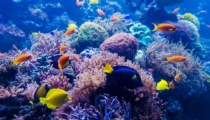 海底世界课文从哪几个方面介绍海底世界的