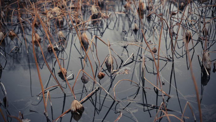 秋凉晚步古诗带拼音