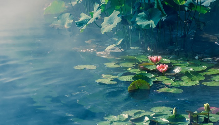 池上描绘的是什么的情景