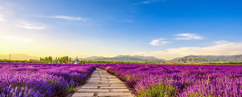 花园外告诉我们什么道理