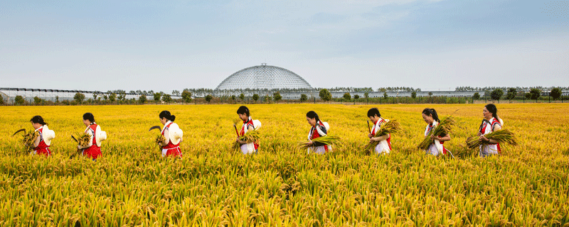 悯农春种一粒粟古诗