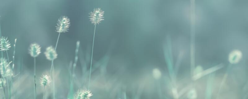 《草》古诗原文带拼音  