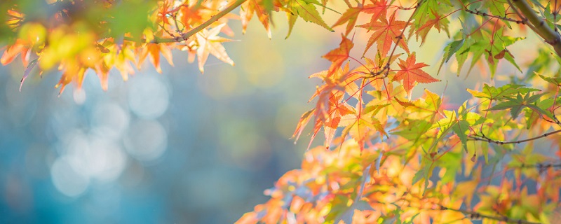 秋词和天净沙秋思表达的情感有什么不同