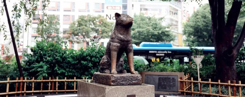 忠犬八公的故事
