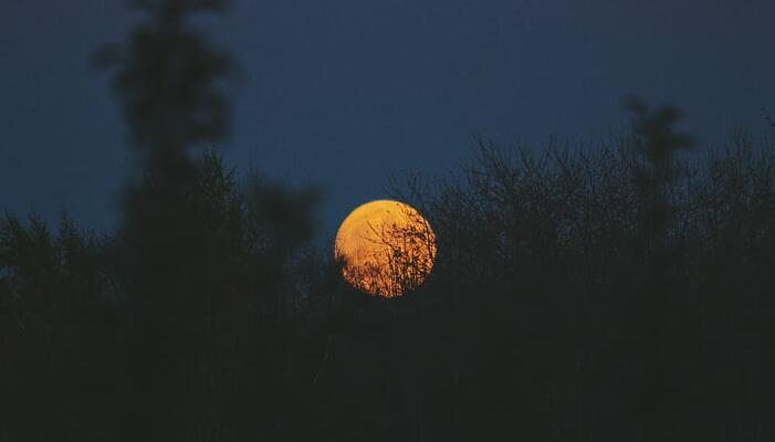 十五夜望月运用了什么手法