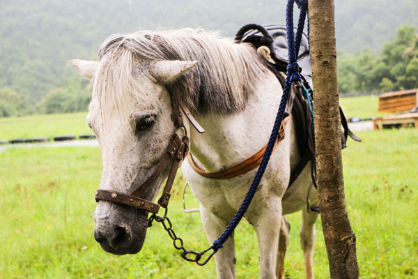 马睡觉是站着还是趴着