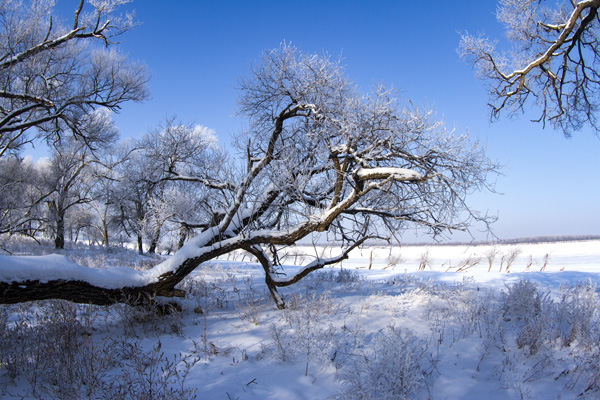 千里冰封万里雪飘全诗