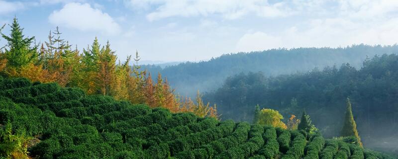 整体性原理和系统整体性原理区别