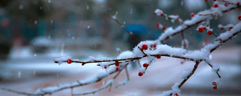 雪梅题目的意思
