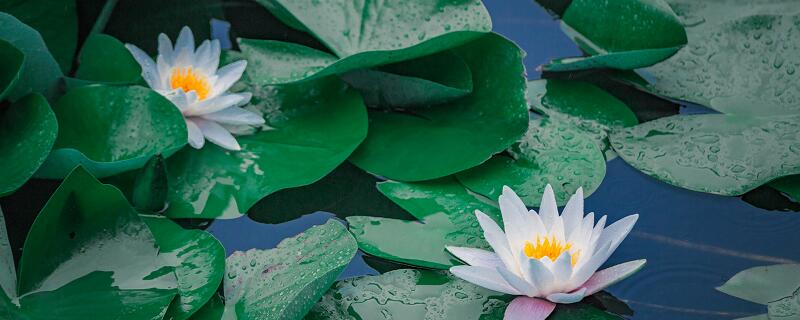 池上二绝的古诗拼音版