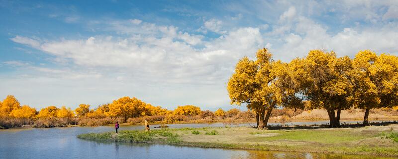 大漠深处的胡杨赏析