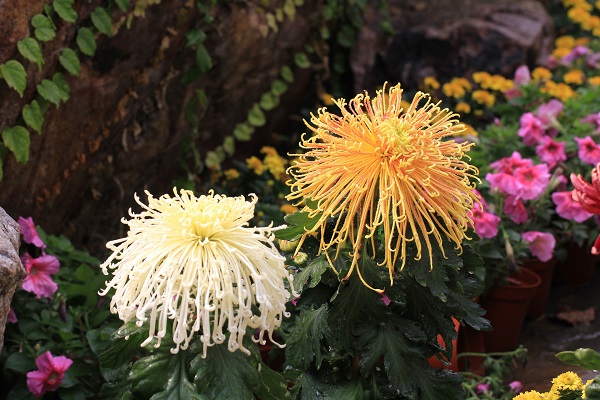 菊花古诗元镇带拼音