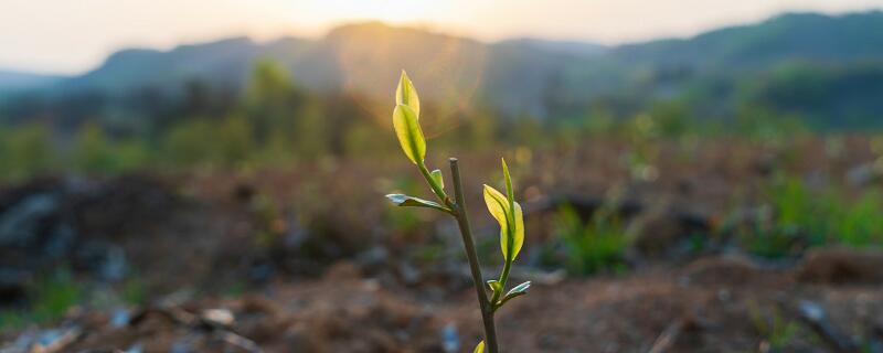 关于植树节的诗句