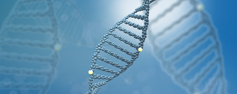 dna分子结构是什么