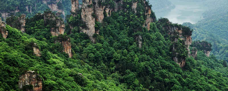 藤的力量主要内容