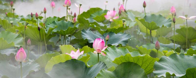 夏日荷花初开的优美句子