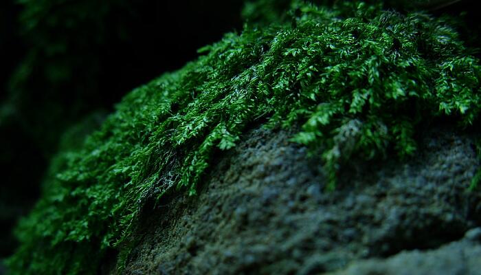 苔古诗带拼音全文
