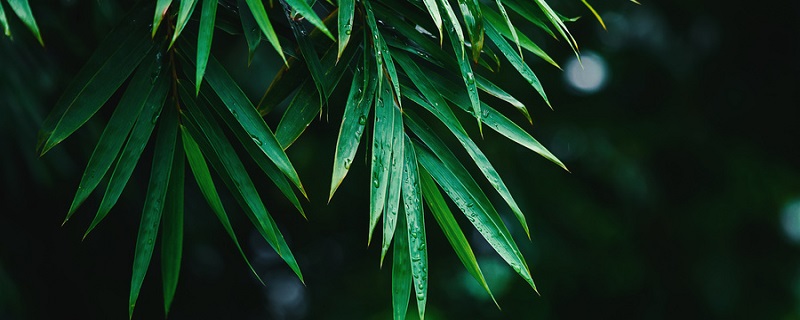 苏轼定风波上下阙主要内容