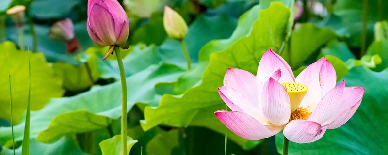杨万里夏日西湖的诗句