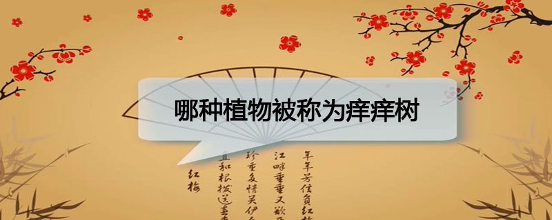 哪种植物被称为痒痒树