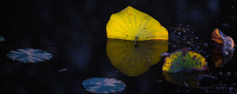 秋凉晚步古诗带拼音