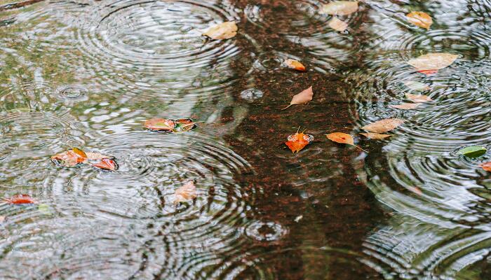 春夜喜雨的中心思想是什么