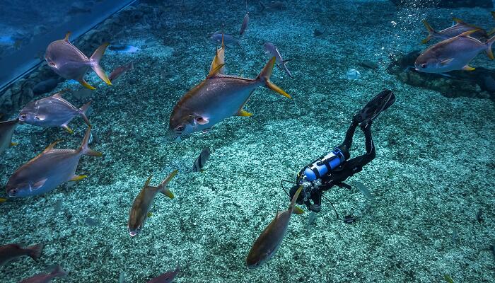 从什么动物得到启示发明了什么