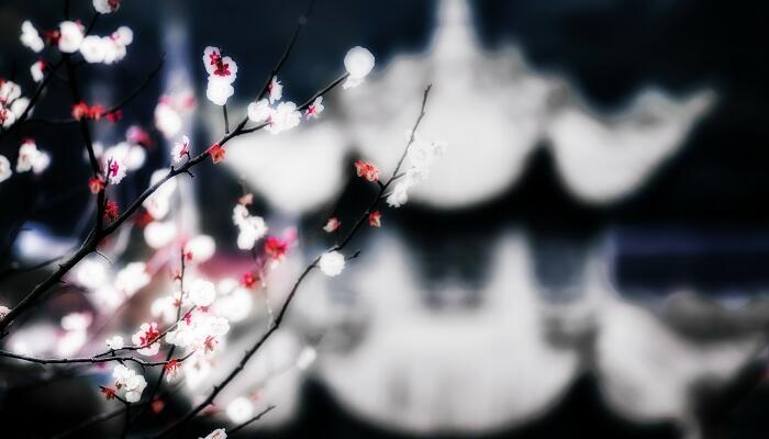 《赠花卿》带上拼音
