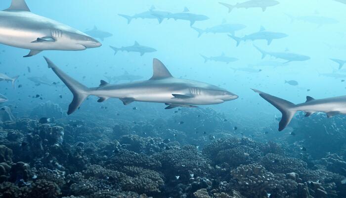 海底两万里第四章主要内容