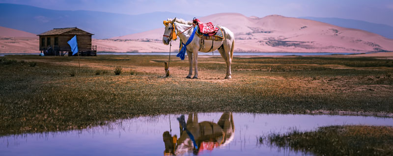马睡觉是站着还是趴着