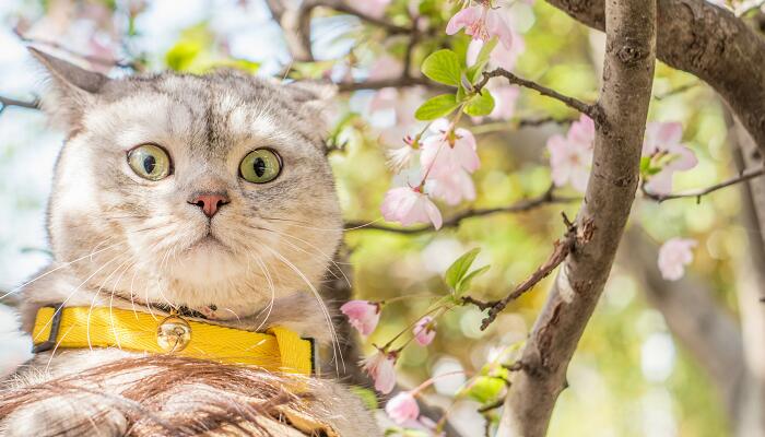 猫和狐狸的故事告诉我们什么道理