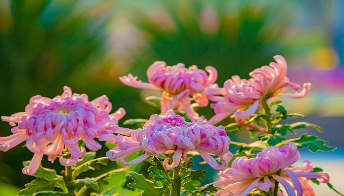 还来就菊花还读hai对吗