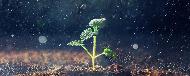 描写春雨的句子和段落