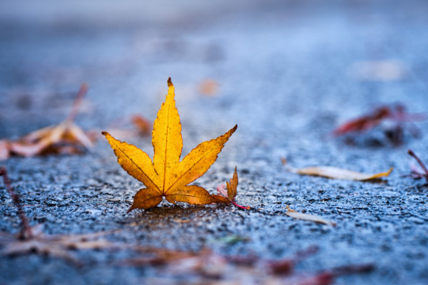 安有完卵前一句是什么