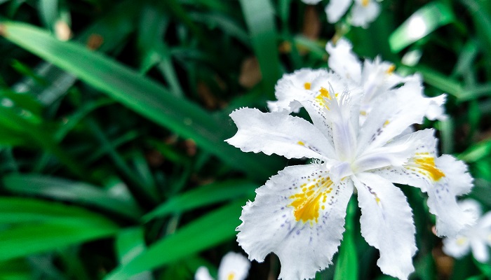 花钟课文原文