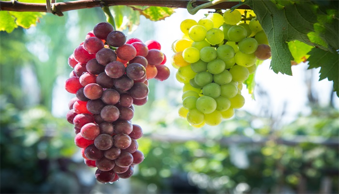 中原地区种植葡萄始于什么朝代