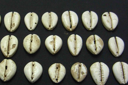 古代贝币是如何发展起来的?贝币历史简介