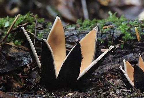 恶魔雪茄能吃吗 揭秘恶魔雪茄没有裂开的样子 恶魔雪茄能吃吗 揭秘恶魔雪茄没有裂开的样子