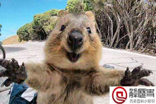 短尾矮袋鼠遇到危险扔孩子?短尾矮袋鼠扔孩子是真的吗?