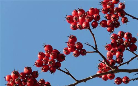 南宋时期宋光宗的黄贵妃得了什么病?为什么吃山楂把病治好了?