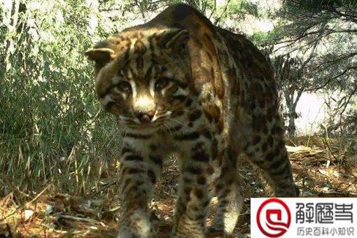 虎生三子必有一彪是什么意思 彪指的是什么 虎生三子必有一彪是什么意思 彪指的是什么