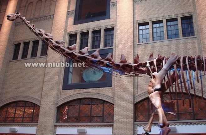 巨型恐龙遗骸出土是怎么回事?是什么地方出土的是什么品种揭秘