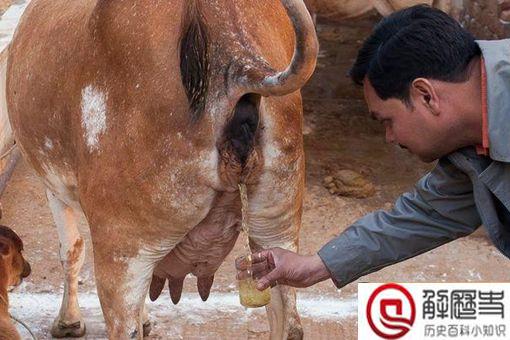 印度上千村民互扔牛粪送祝福 印度人为什么那么喜欢牛粪呢