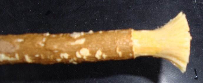 古代的人刷牙吗?古代人是怎么刷牙的? 古代的人刷牙吗?古代人是怎么刷牙的?