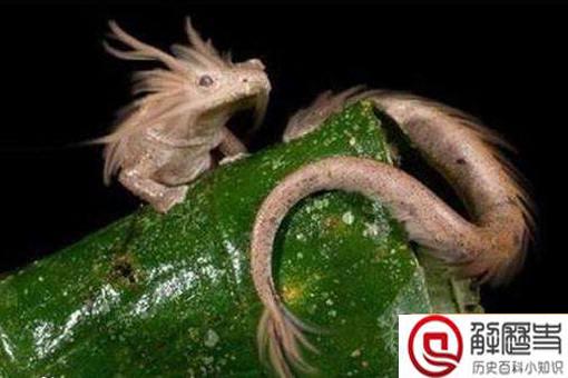 2019年长江真龙事件是怎么回事?真实情况是怎样的?