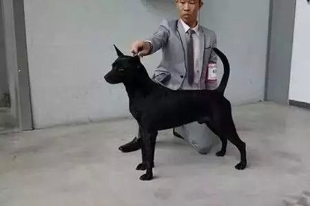 唐狗到底是什么狗?其实唐狗和中华田园犬并无关系 唐狗到底是什么狗?其实唐狗和中华田园犬并无关系