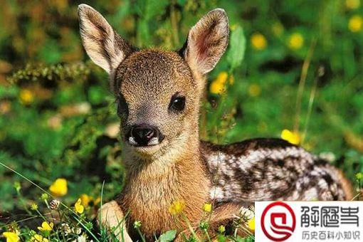 傻狍子的狍子是啥 傻狍子为什么叫傻狍子