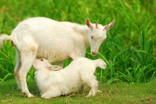 跪而吮上乳是什么意思?跪而吮上乳典故出处介绍